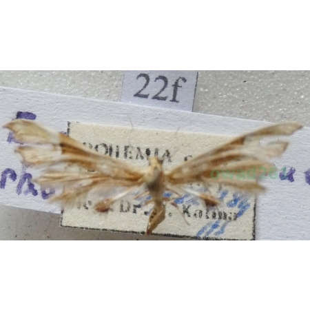 Cnaemidophorus rhododactyla (Denis & Schiffermüller, 1775) Czech22f